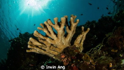 Bunaken 

Canon Powershot S100 
Fisheye Fix S100 Housi... by Irwin Ang 